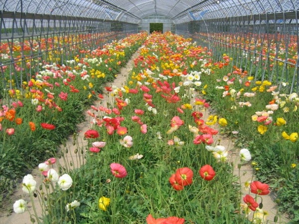 鳳凰の旅【京成船橋発】南房総満喫!頼朝桜・いちご狩り・お花摘みと旬彩のこだわり御膳<コースNo.24-1127>(京成トラベルサービス)3